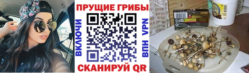 что такое наркотик  Киреевск  kraken рабочий сайт  Галлюциногенные грибы Psilocybine cubensis 